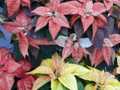 Orange yellow poinsettia